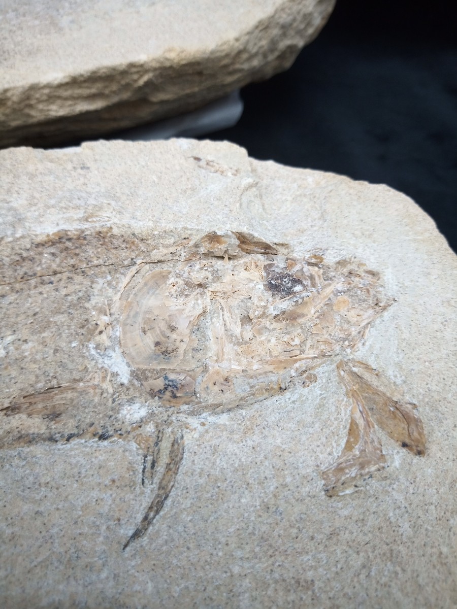 魚の化石 共箱付き 魚の化石 三種まとめ 両面 片面 重さ約2，740g、2，226g、1，318g 出土