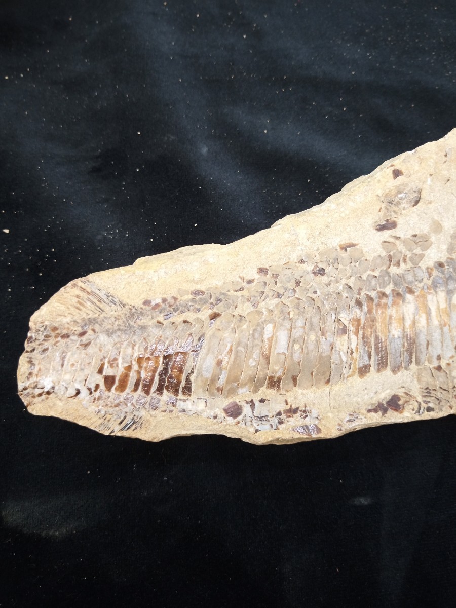 魚の化石 三種まとめ 両面 片面 重さ約2，740g、2，226g、1，318g 出土