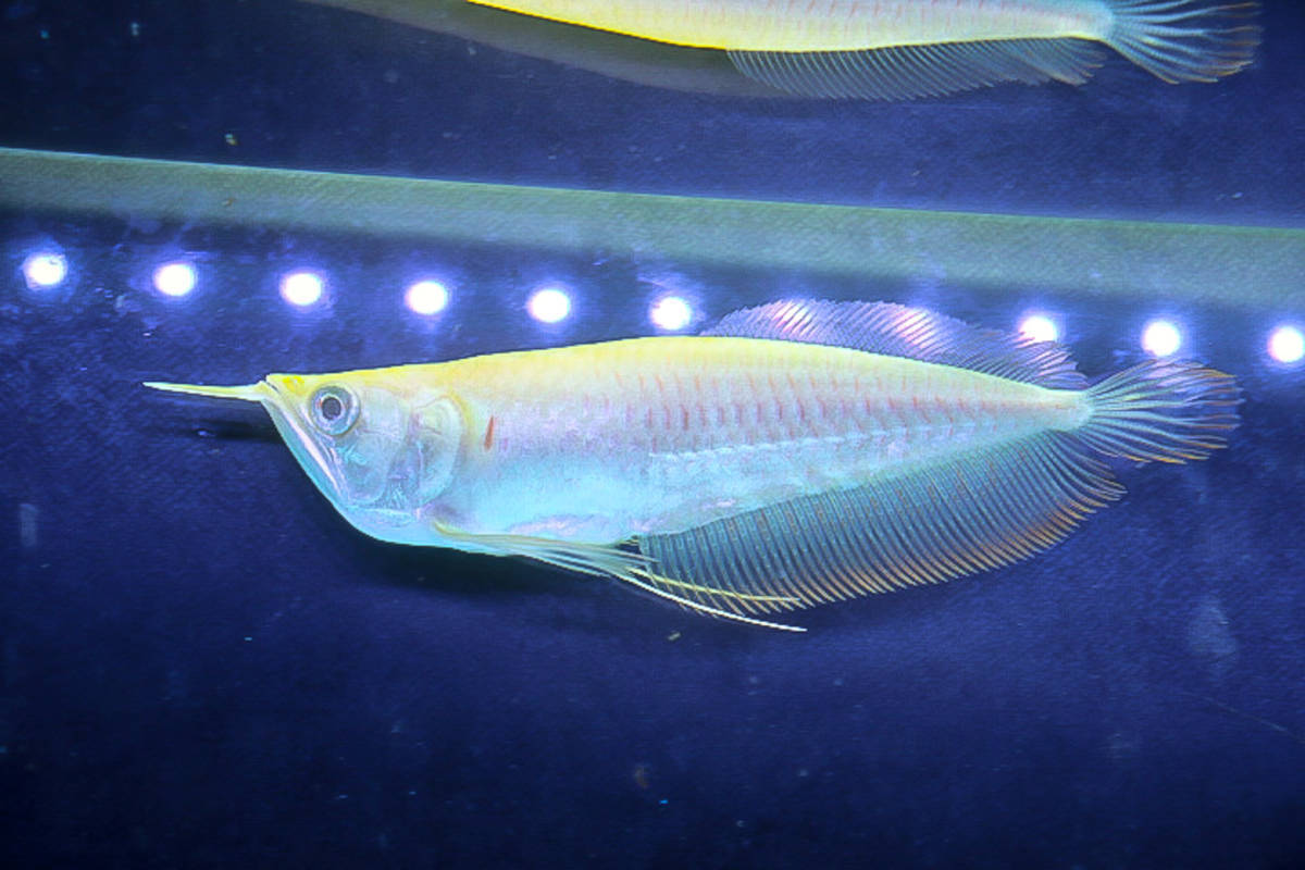 アルビノシルバースーパーショートボディ