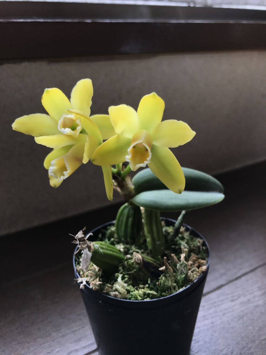 洋蘭原種　Cattleya luteota