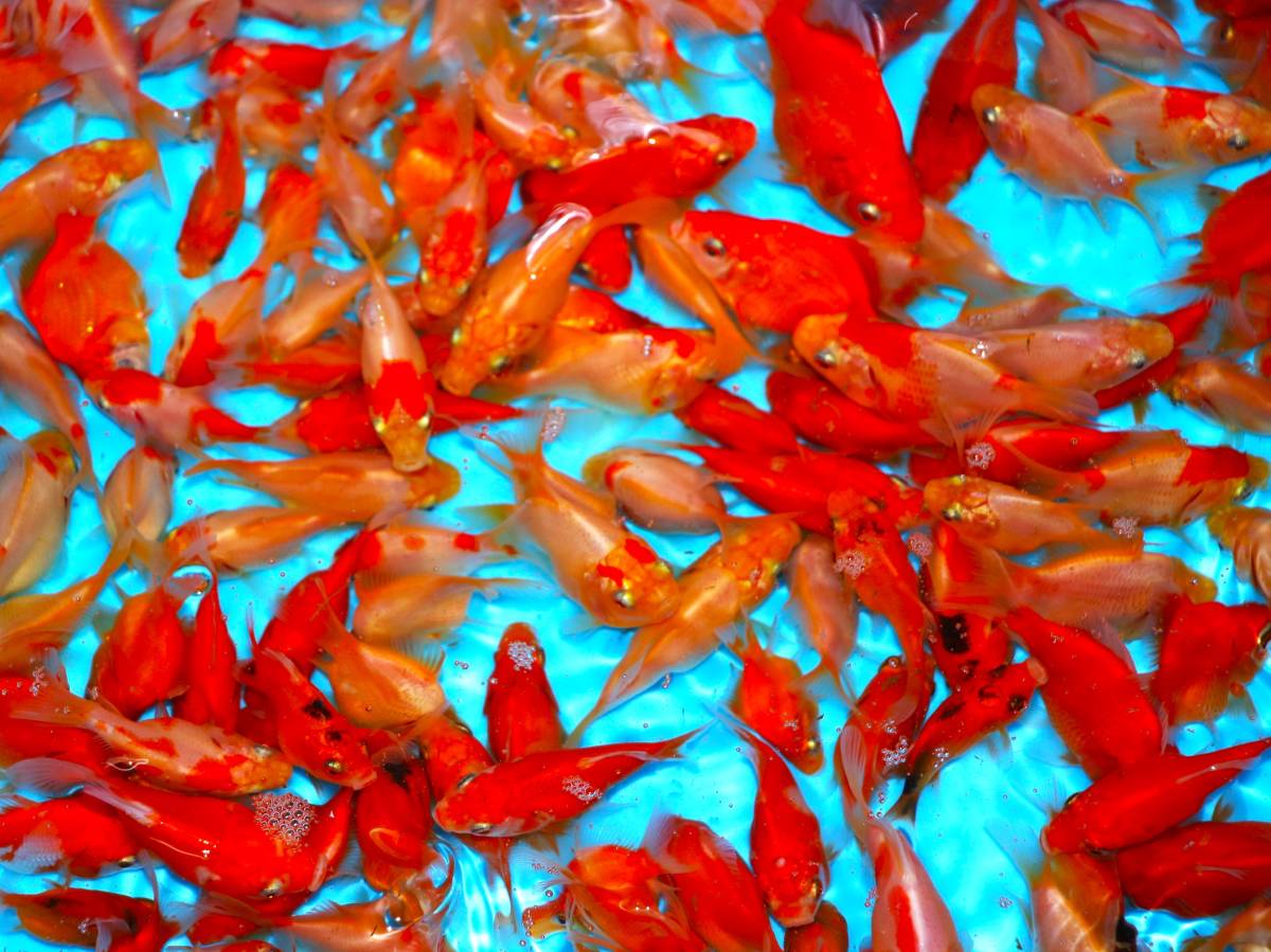 ☆妙高錦鯉　越後玉サバ新子市　全長5～6センチ　お任せ５０匹セット　格安個体☆