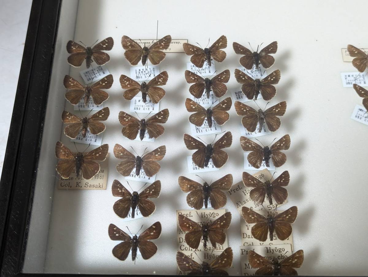 蝶 標本 中古 木製 ドイツ箱 標本箱サイズ横52cm幅42cm厚み6cmの