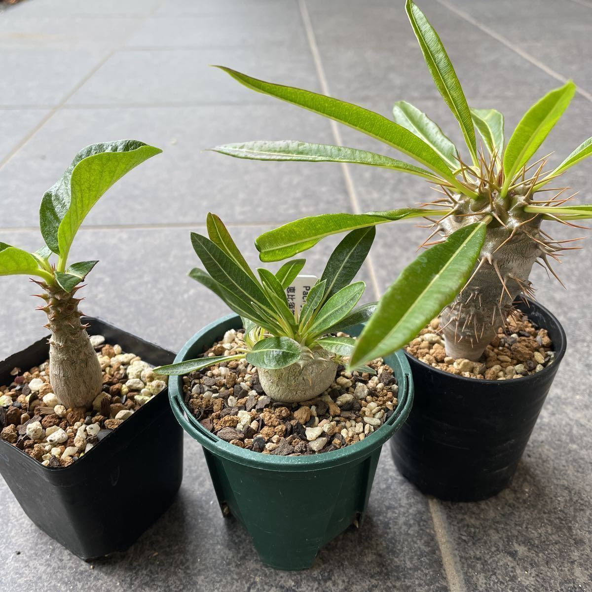 恵比寿笑い名に福を宿す塊根植物パキポディウム・ブレビカウレ 