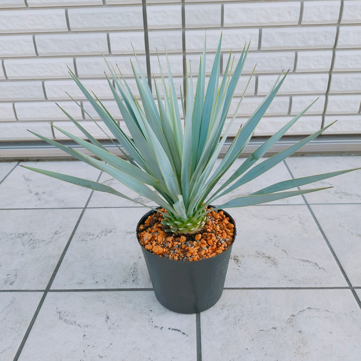 ユッカ 【ロストラータ】1