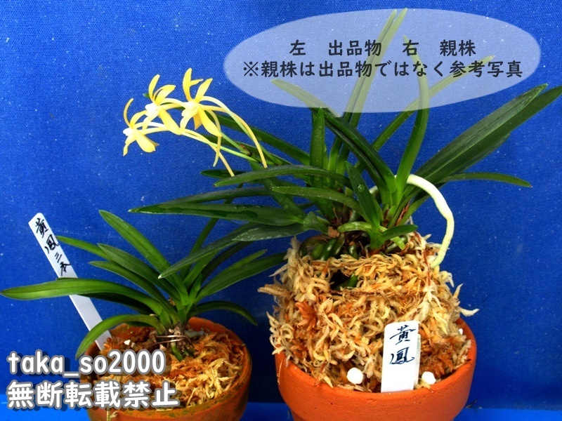 富貴蘭 豆葉黄花『淀の黄花』3本立 風蘭 長生蘭 春蘭 東洋蘭 山 富貴蘭 豆葉黄花『淀の黄花』3本立 風蘭 長生蘭 春蘭 東洋蘭 山