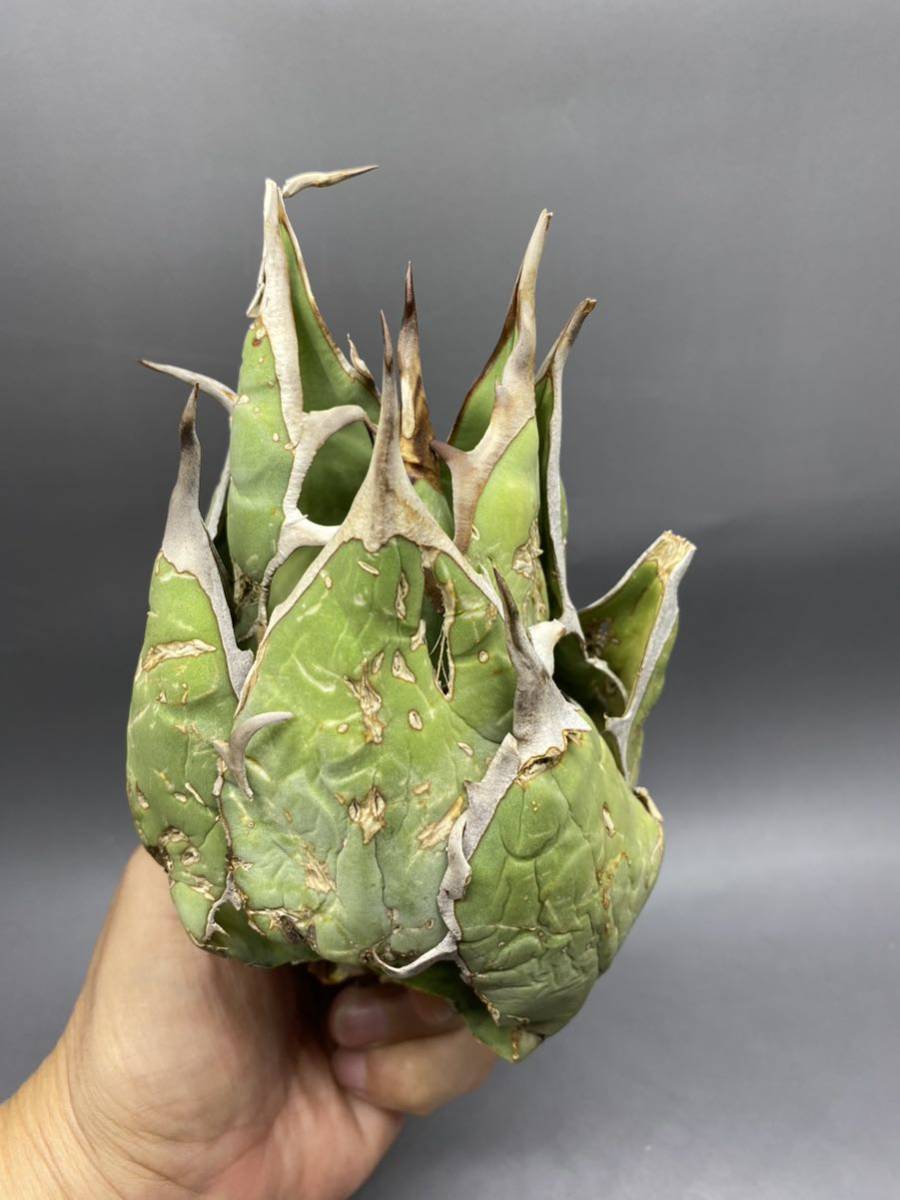 45 Agave titanota Oaxaca アガベ チタノタ オアハカ メリクロン Agave