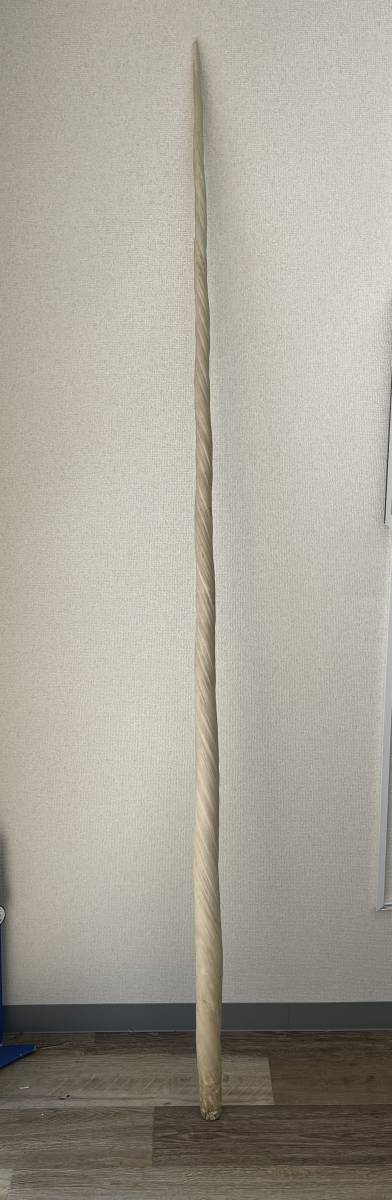 イッカク科 ☆イッカク 一角 重量5.04kg 長さ約220cm 牙 鯨 ウニコール