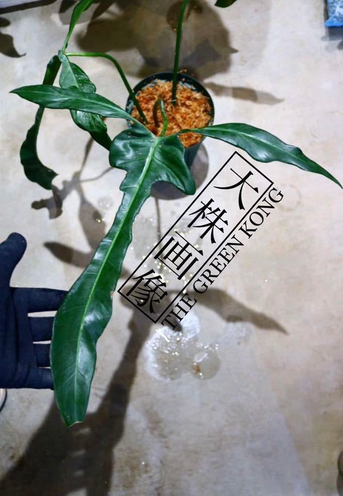 No.02/-TGK-r03010-/フィロデンドロン レラノ ミヤノ/Philodendron Lelano Miyano