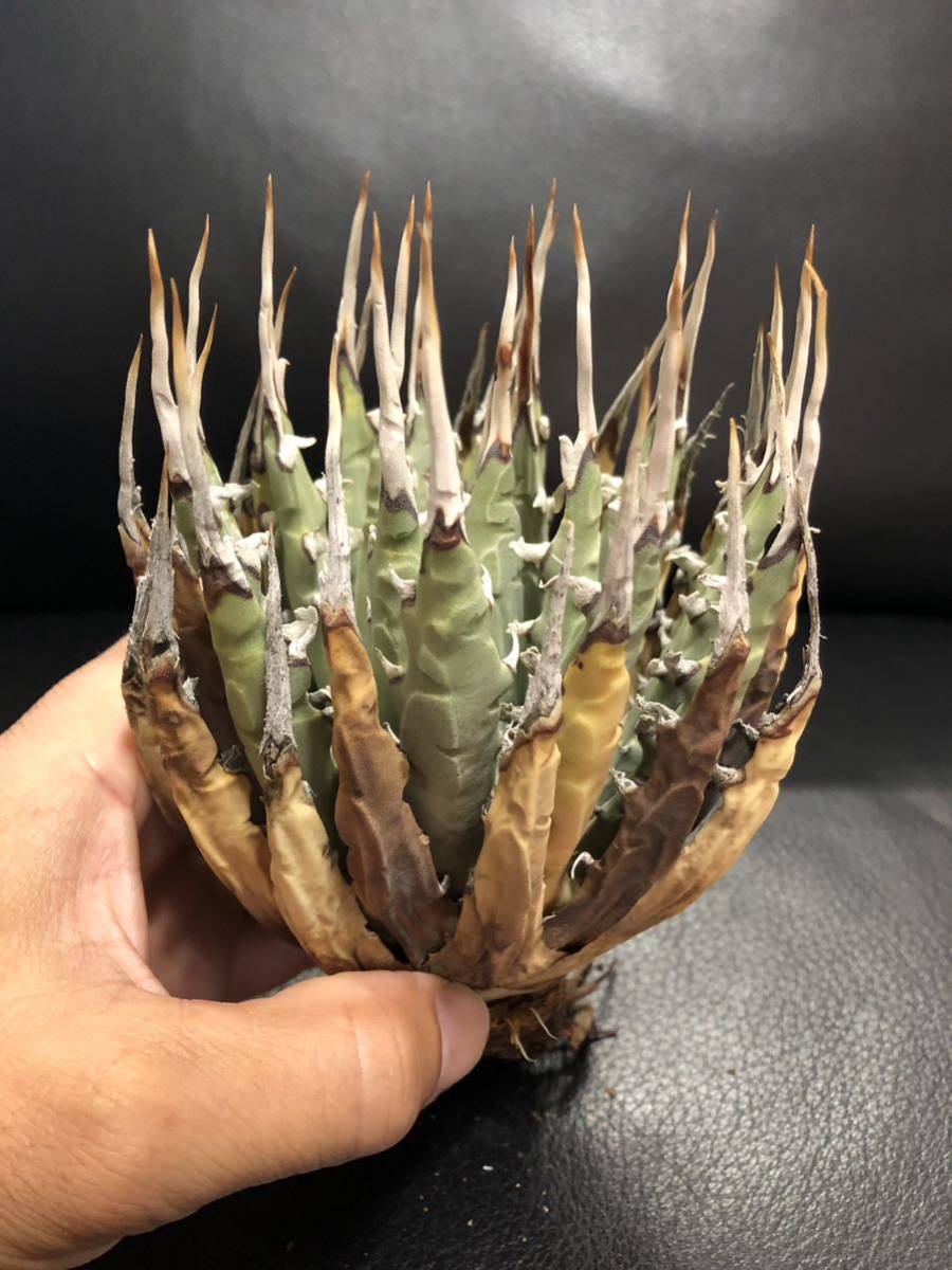 65 アガベ ユタエンシス　エボリスピナ　美株！