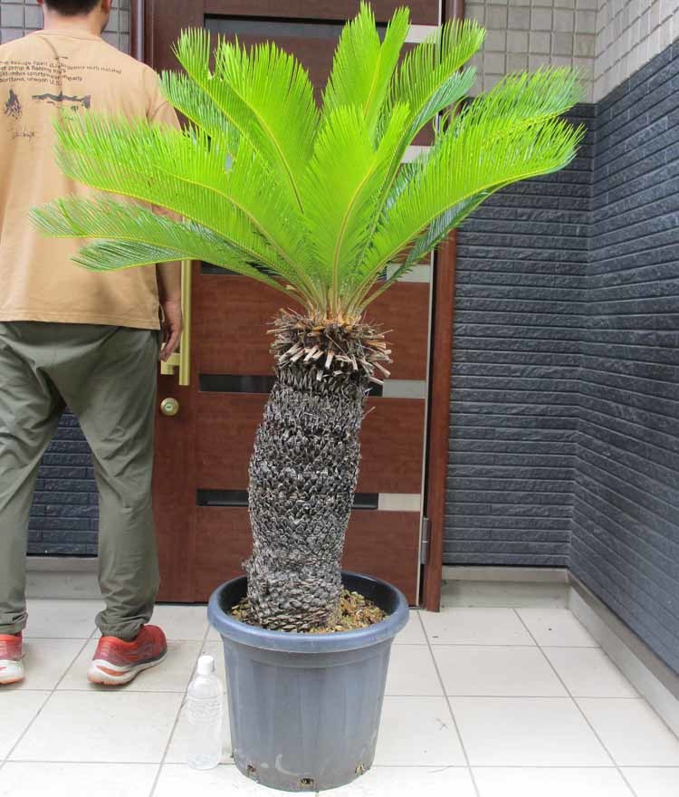 【現品】蘇鉄（ソテツ）超大株　13号　葉カット　Ｓ87番