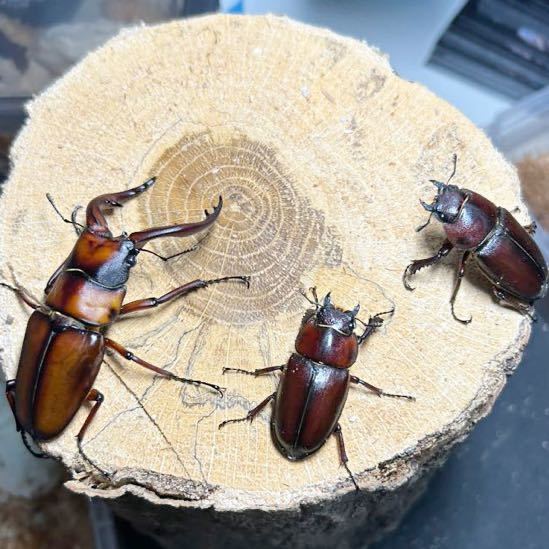  トカラノコギリクワガタ 悪石島産 ♂71㍉♀37㍉♀39㍉ トリオ(国産)｜売買されたオークション情報、yahooの商品情報をアーカイブ公開 - オークファン 国産