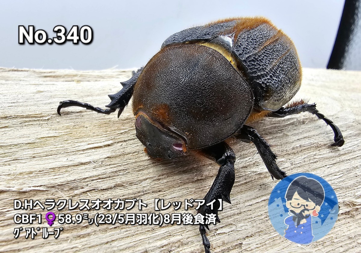 【No.340】ヘラクレスヘラクレス【レッドアイ】♀58㍉(商品説明を必ずご覧ください)