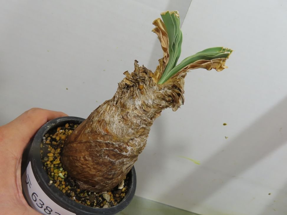 ブーファン ディスティチャ 3 ブーファン ディスティチャ 3 ブーファン ディスティチャ 3 【公式通販】