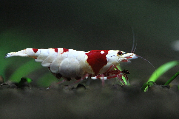 ～Mevius Red Shrimp～　抱卵３匹　♂１匹