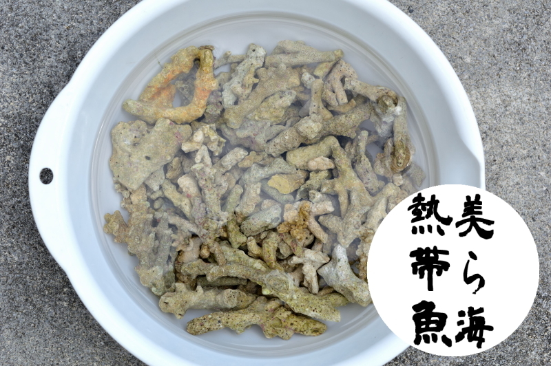 新品，送料無料 ライブグラベル 約3リットル分 沖縄石垣島の海の天然バクテリア付きろ材 美ら海熱帯魚(海水魚)｜売買されたオークション情報、yahooの商品情報をアーカイブ公開 - オークファン 海水魚
