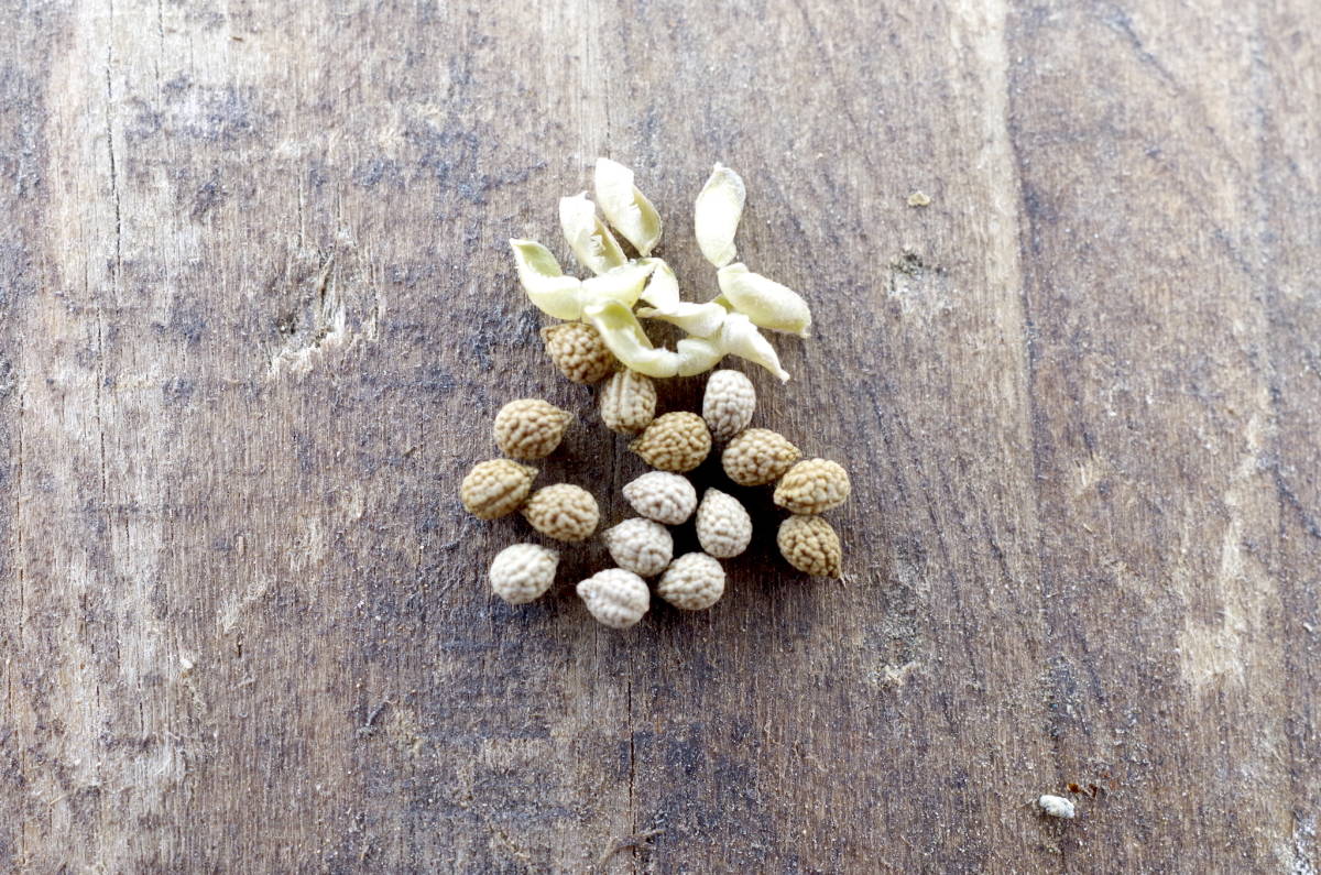 【国産種子】ユーフォルビア トゥレアレンシス 8月上旬採種 種子 5粒 Euphorbia tulearensis 発芽確認済み 特美親株より採種