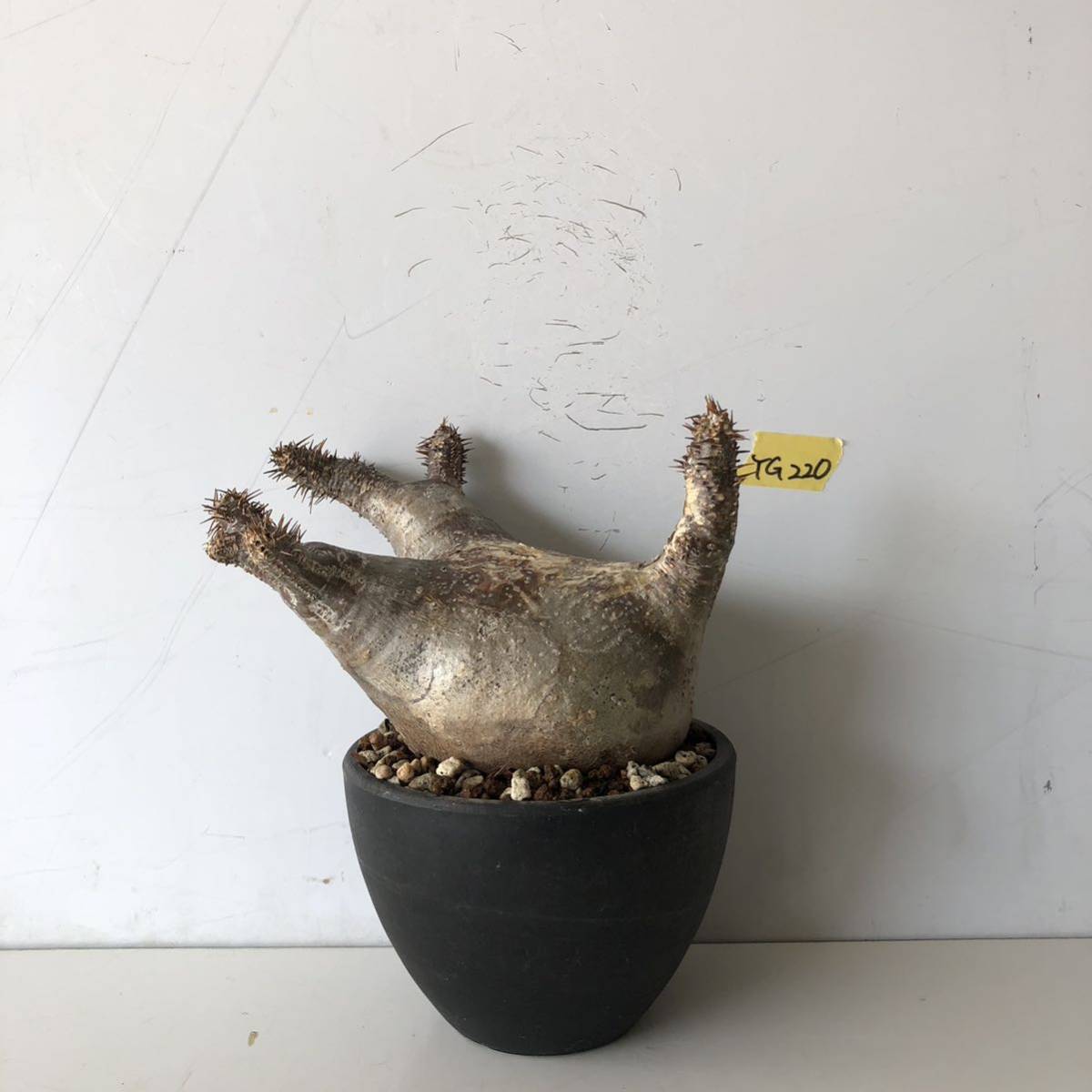 発根済 グラキリス［ YG220 ］マダガスカル 現地株 / 塊根植物 コーデックス パキポディウム パキプス
