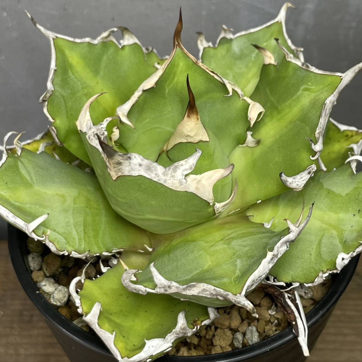 アガベ チタノタ ' 鬼爪 ' Agave titanota ' 鬼爪 '48 アガベチタノタ