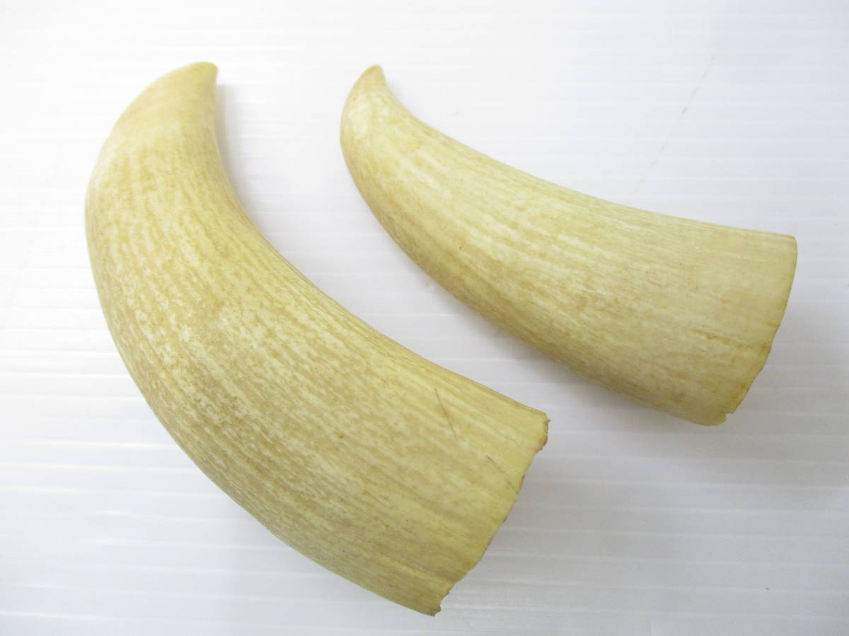 本物保証，大得価】 230793-027 鯨の歯 クジラの歯 加工材料 印材