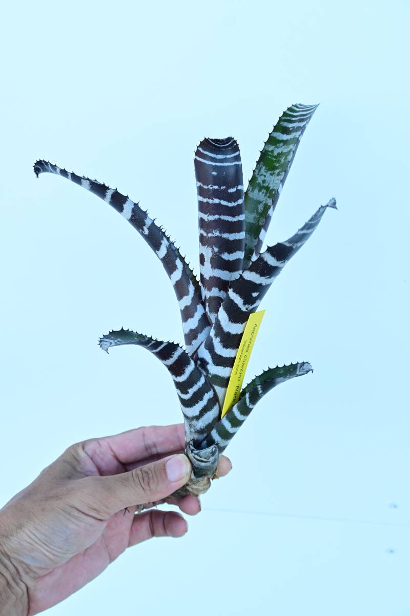 Aechmea chantinii 'Black Ebony' 　@bikamori.com エクメア・チャンティニー・ブラック エボニー