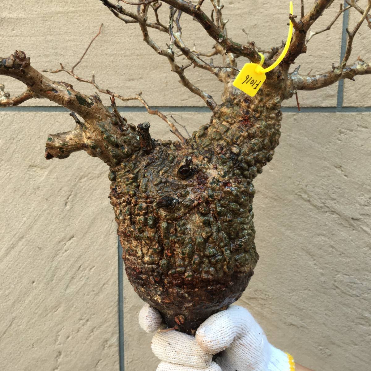 F1016 パキプス ベアルート　山採り新鮮オペルクリカリア パキプス Operculicarya Pachypus 塊根植物 観葉植物 