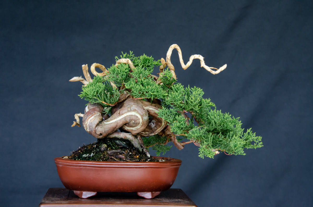 小品盆栽【糸魚川真柏】 樹高 14cm 【公式通販】