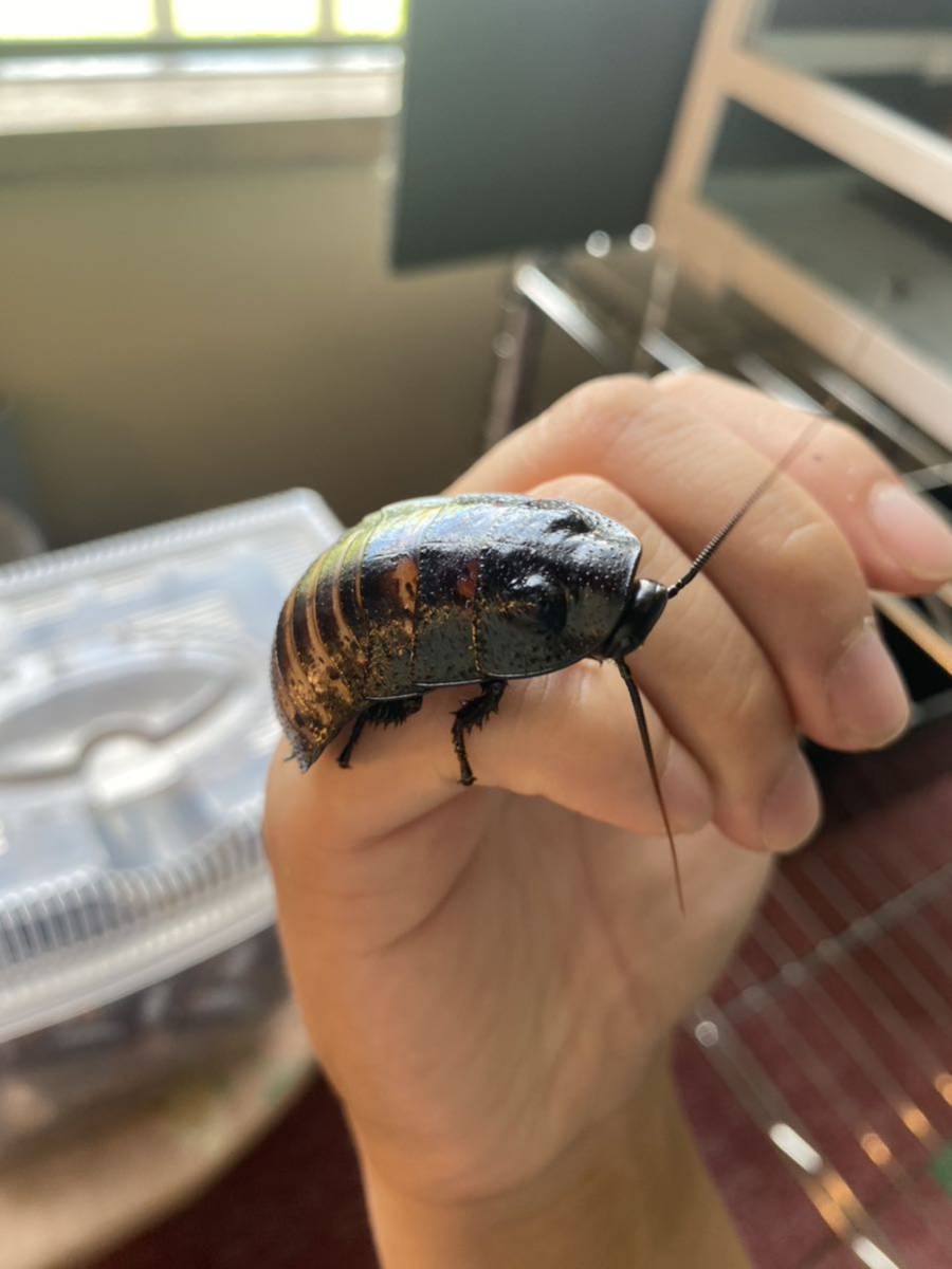 マダガスカルゴキブリ ポルテントーサ 餌虫 ペットローチ 約30ほど写真 マダガスカルゴキブリ ポルテントーサ 餌虫 ペットローチ 約30ほど写真