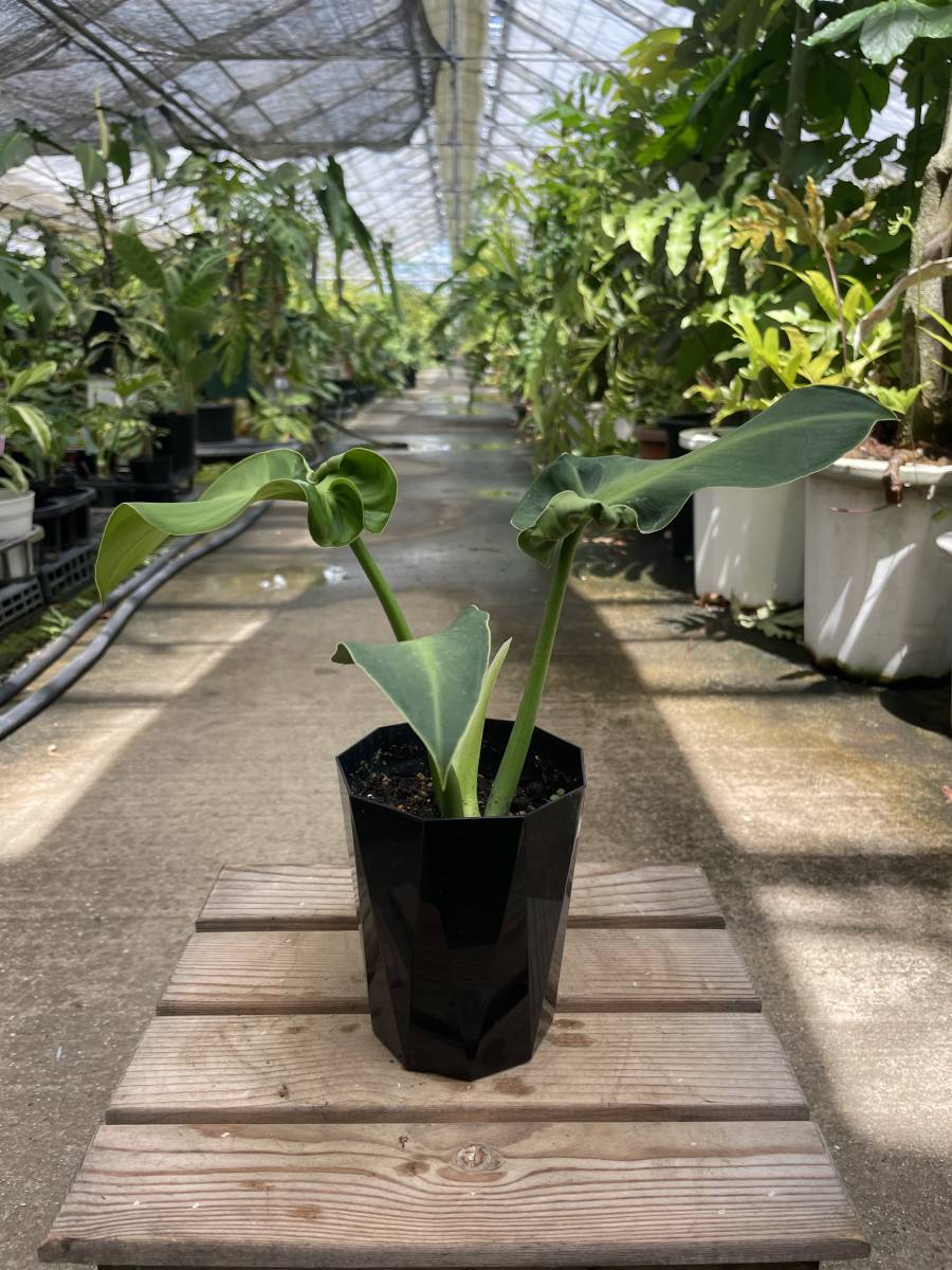 フィロデンドロン・ルゴーサム・マハラジャ　★　Philodendron Rugosum ' Maharaja '