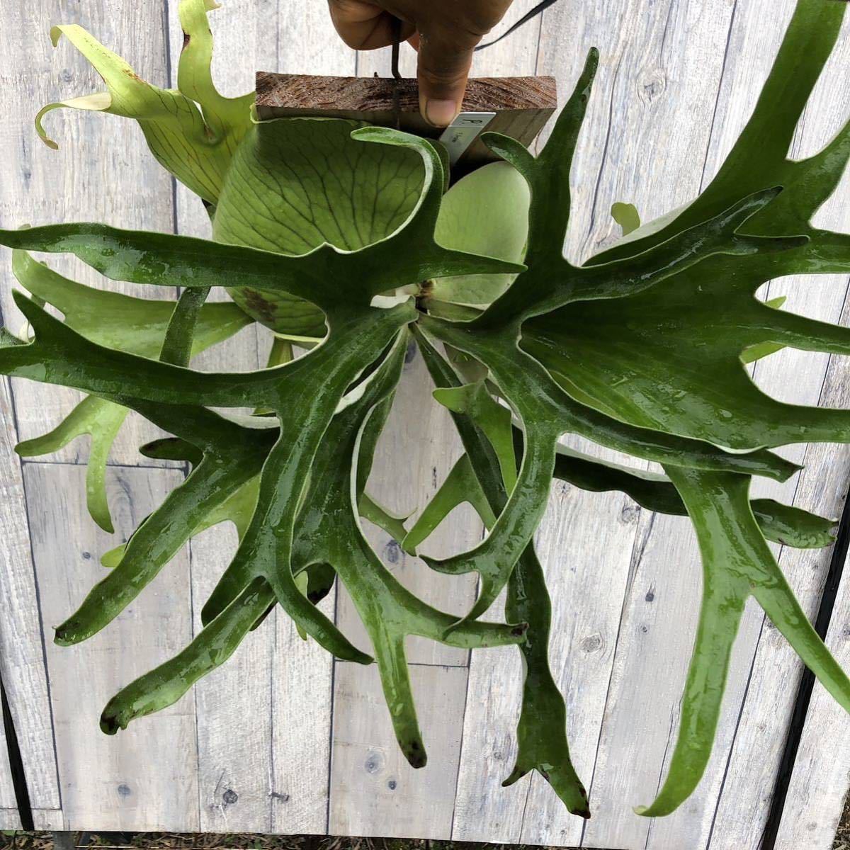 P.willinckii OMG胞子培養前葉体タッパーごと！⑥