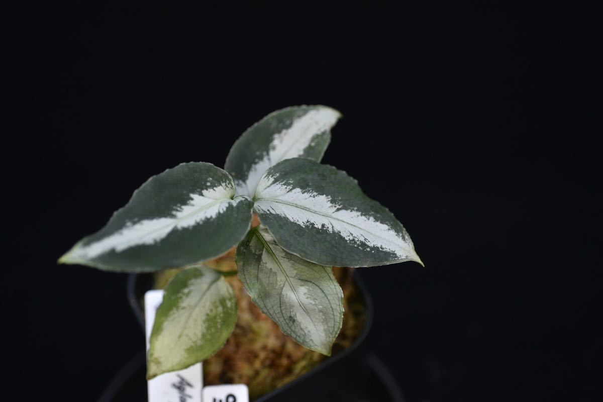 48. Aglaonema pictum Bengkulu Sumatra T-140523 Di Belakang Gunung アグラオネマ　ワイルド採集株　ガチャ 
