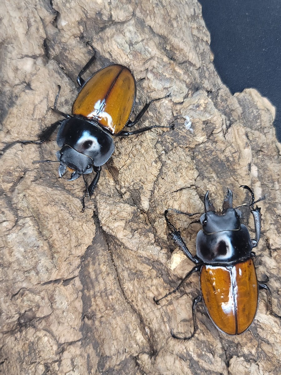 特大メタリフェルホソアカクワガタ　ペレン島 特大メタリフェルホソアカクワガタ ペレン島 特大メタリフェルホソアカ
