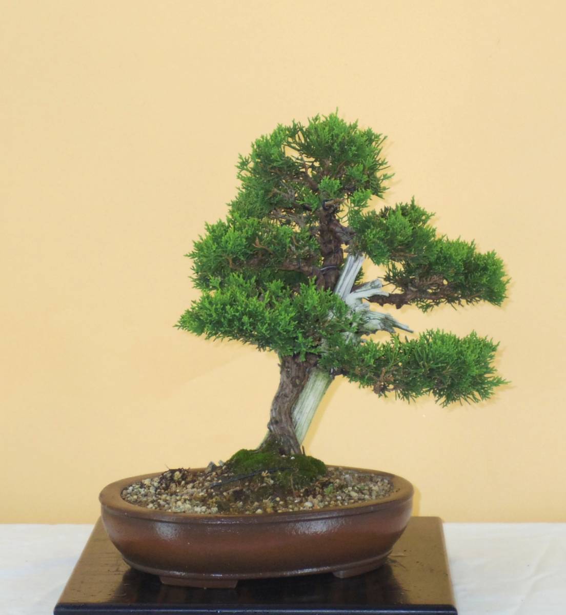 盆栽屋大和】黒松 中品盆栽 即観賞可 取りに来れる方大歓迎 自社配送も可