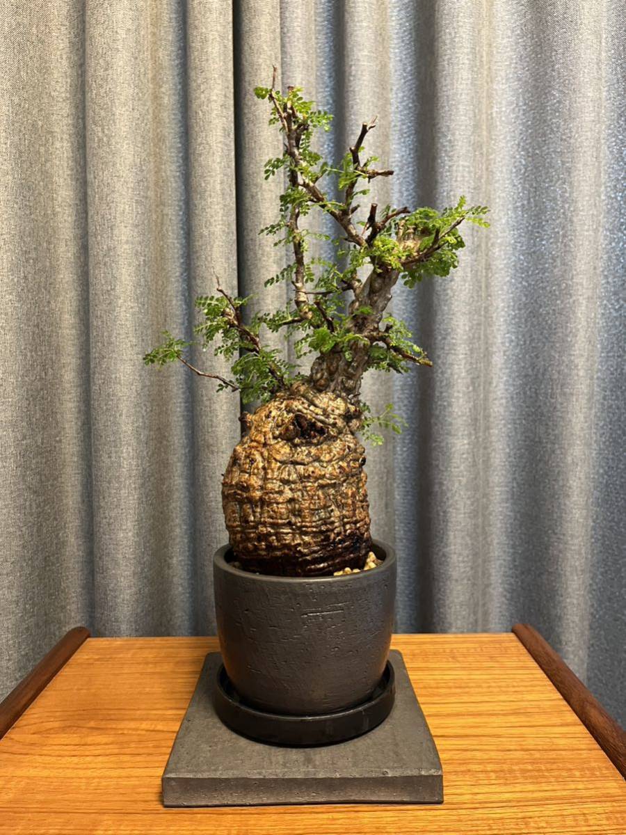 オペルクリカリア パキプス 発根済み 三州みやび鉢付きの入札履歴  