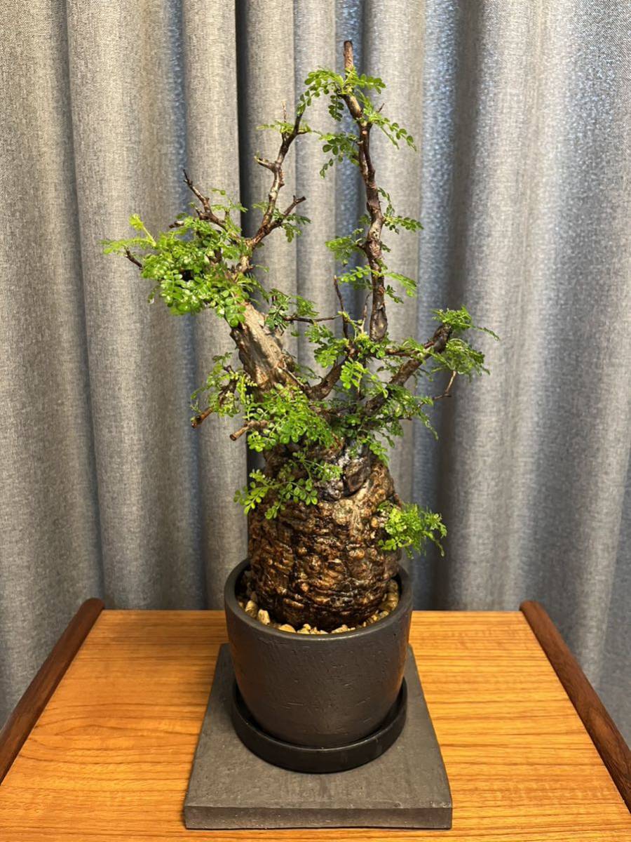 オペルクリカリア パキプス 発根済み 三州みやび鉢付きの入札履歴  