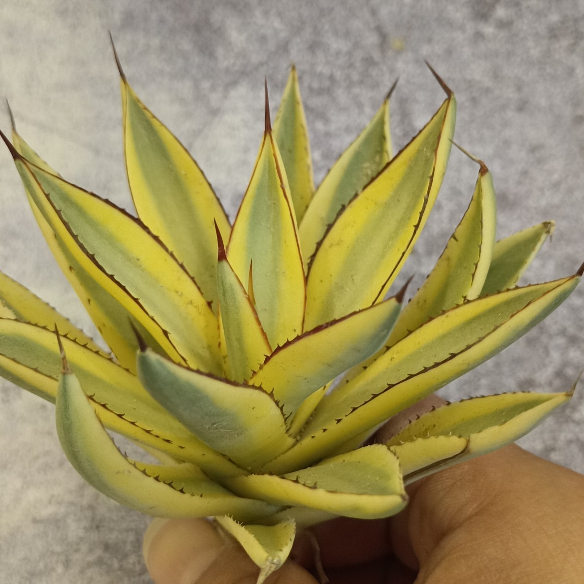 R-001 多肉植物 アガベ バーントバーガンディ 糊斑錦変異株 極上希少輸入株