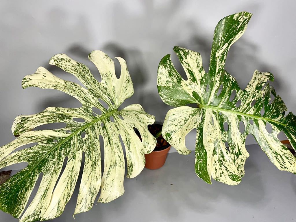 25」モンステラ デリシオーサ ホワイトモンスター Monstera deliciosa