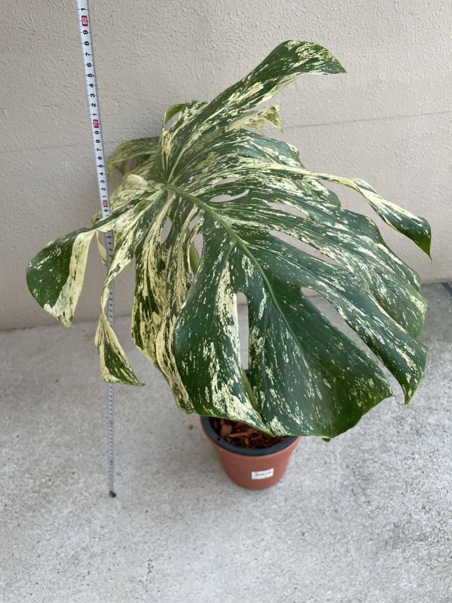25」モンステラ デリシオーサ ホワイトモンスター Monstera deliciosa