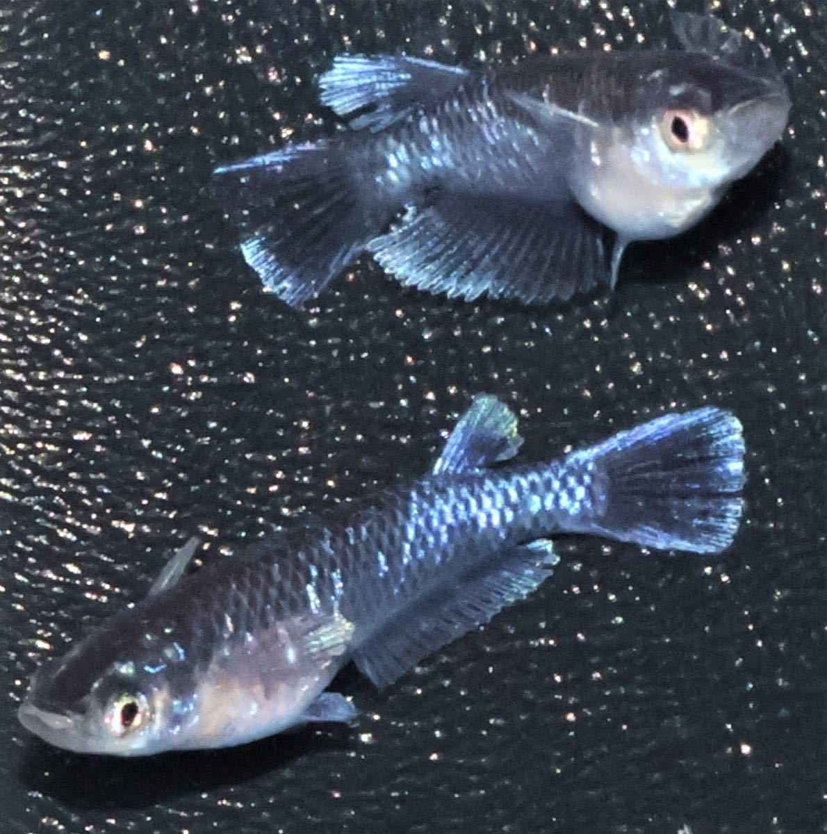 [凛メダカ]　ミッドナイトフリル（体外光）幼魚9匹　無選別　約1.5㎝個体. 極上親個体は夢中めだか様オークションで落札　メダカ