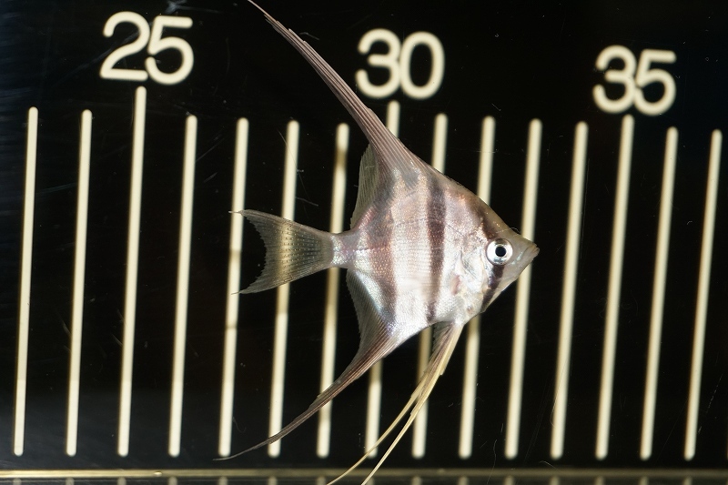 【淡水魚】アルタムエンゼル コロンビア産【５匹】(±4.0-4.5cm)(エンゼルフィッシュ)