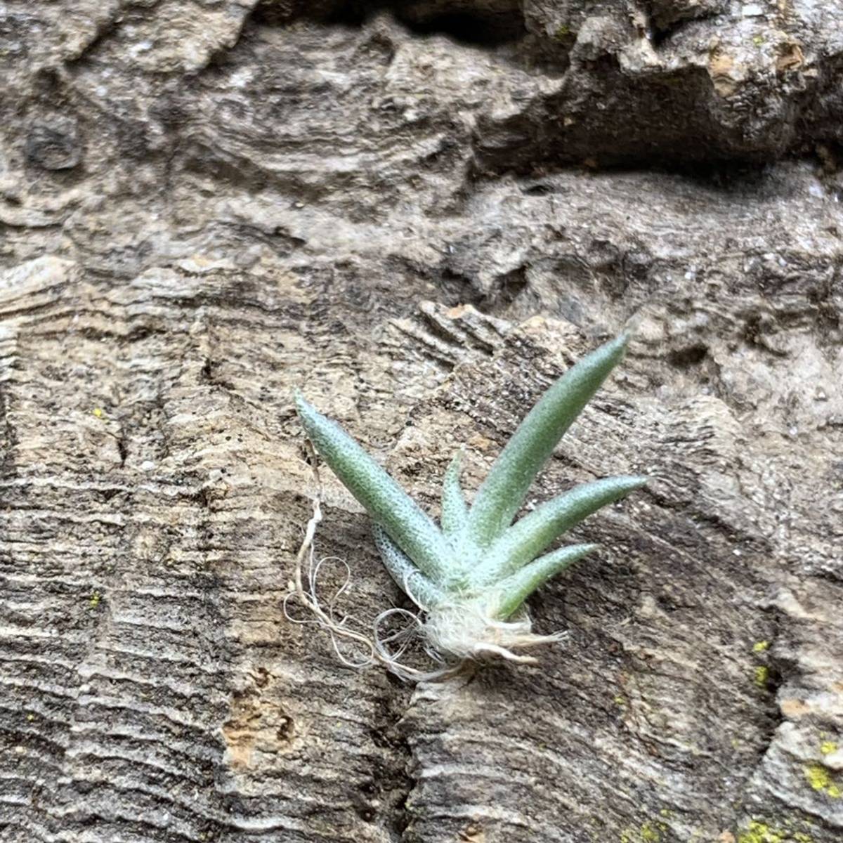 Tillandsia tenebra チランジア テネブラ 実生株 ティランジア エアープランツ