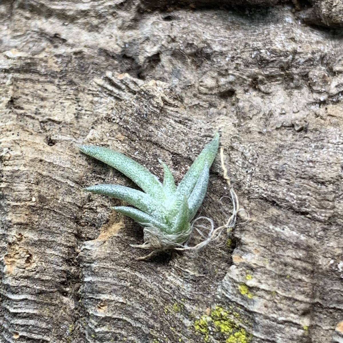 Tillandsia tenebra チランジア テネブラ 実生株 ティランジア エアープランツ