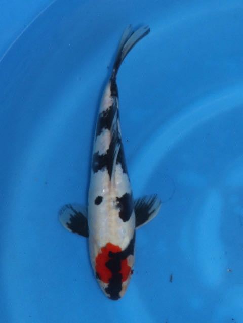 ドイツ丹頂昭和三色　±31㎝　2歳