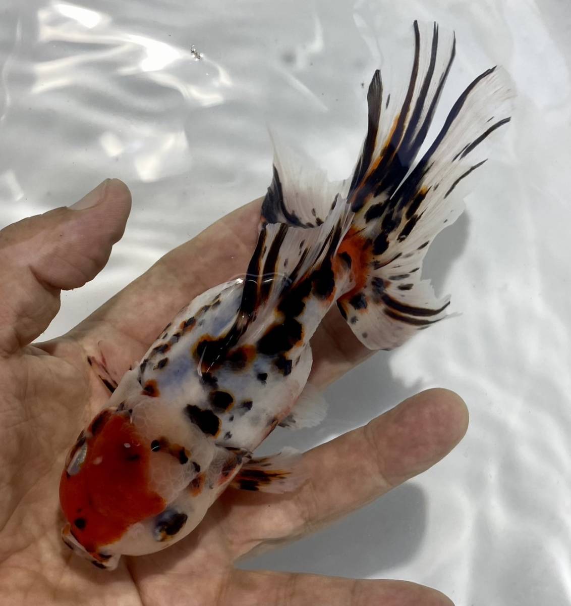 2(参歳 本東錦 弥富産) (17.5cm雌)2以上落札送料無料(地域限定説明文参照）及び餌付き(北海道九州青森県秋田県沖縄県，離れ島お断り)