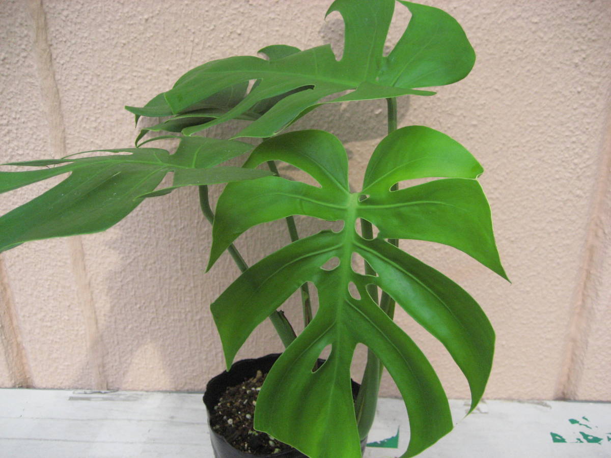 矮性モンステラ　ビクトリー