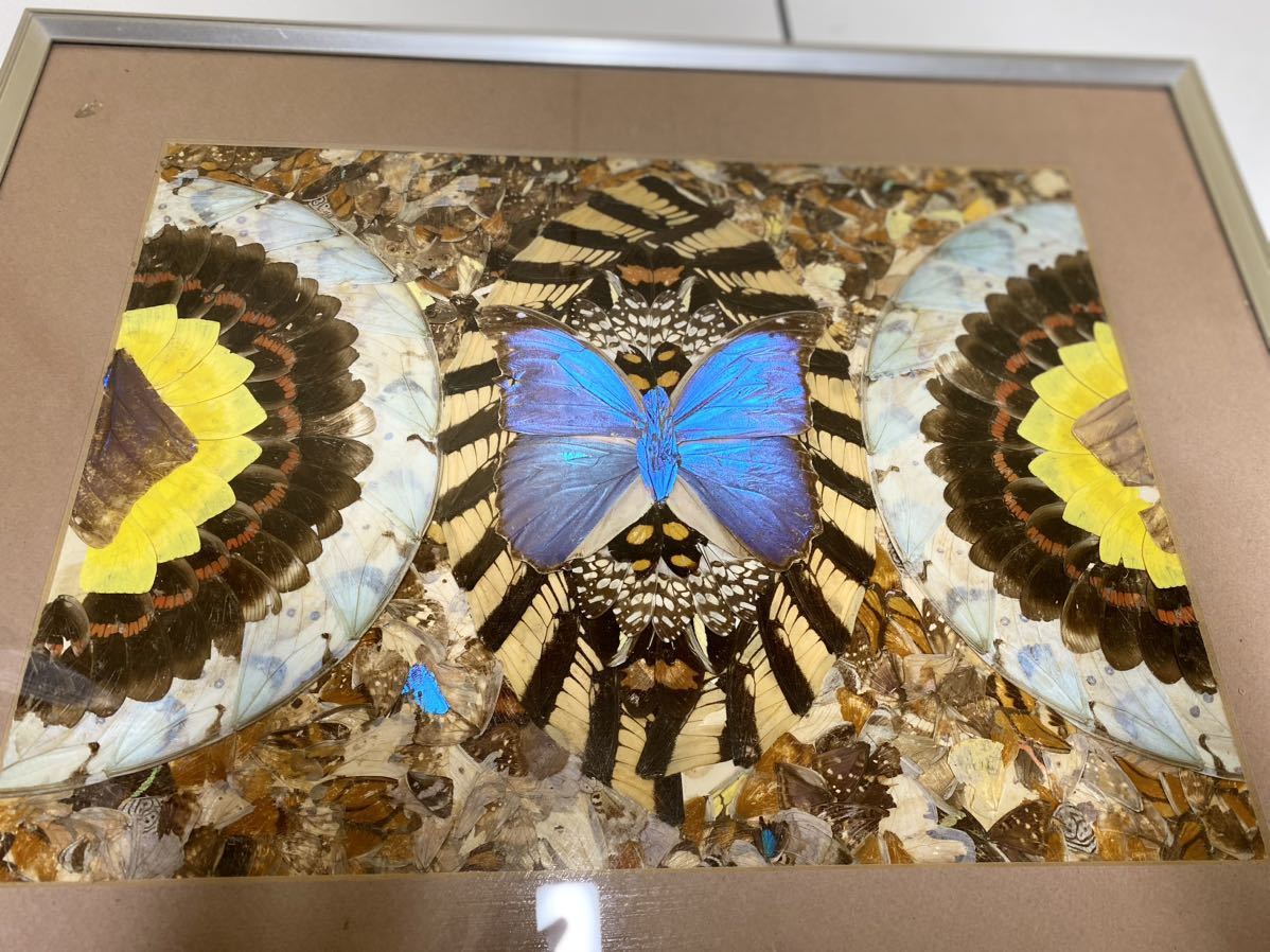 モルフォ蝶 蝶の羽 アート 額縁 ハンドメイド (科学、自然)｜売買され 