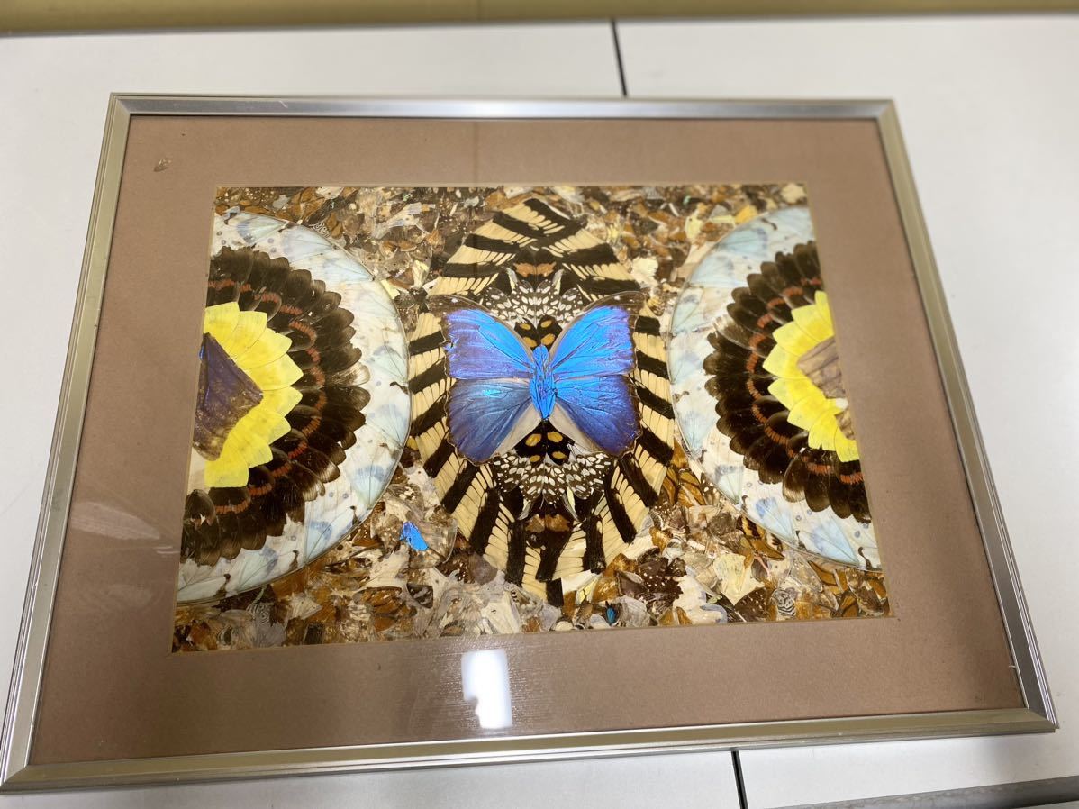 モルフォ蝶 蝶の羽 アート 額縁 ハンドメイド (科学、自然)｜売買され 