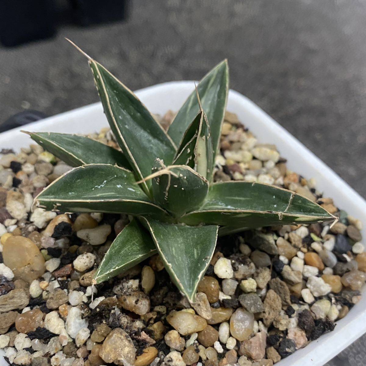 多肉植物 アガベ 笹の雪 短い叶 少量白稿斑錦 希少株 多肉