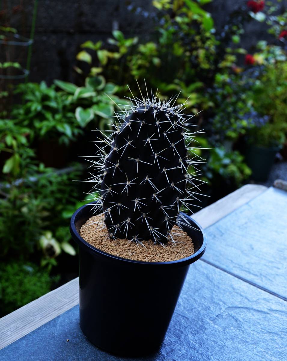☆多肉植物☆サボテン☆（Ⅱ）【ガラパゴス団扇】Opuntia galapageia