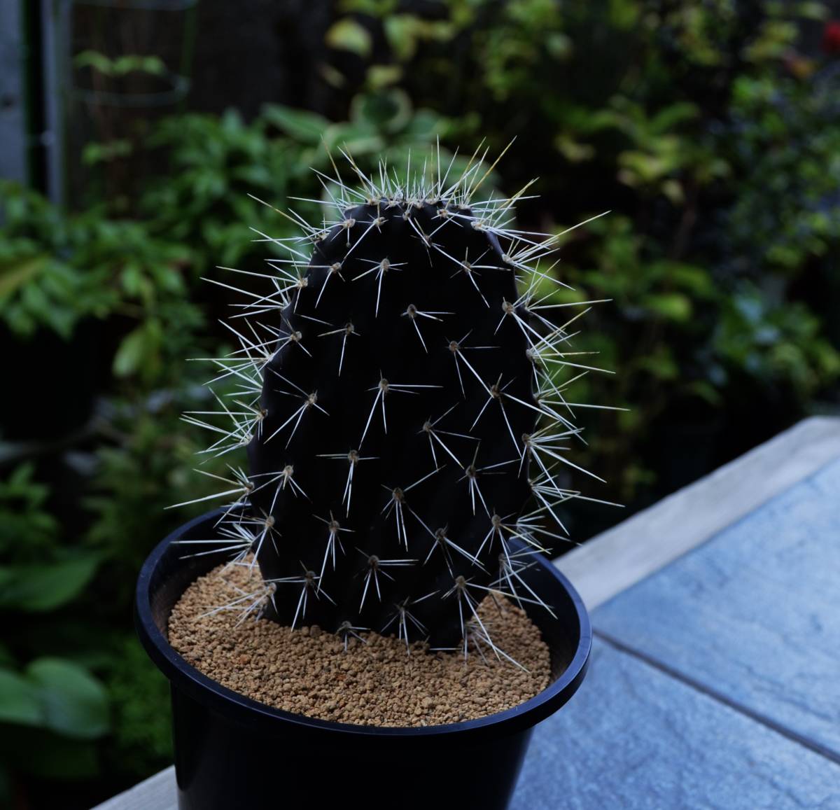 ☆多肉植物☆サボテン☆（Ⅱ）【ガラパゴス団扇】Opuntia galapageia