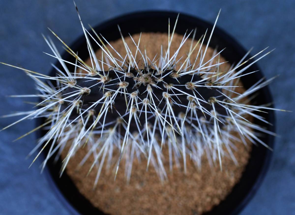 ☆多肉植物☆サボテン☆（Ⅱ）【ガラパゴス団扇】Opuntia galapageia